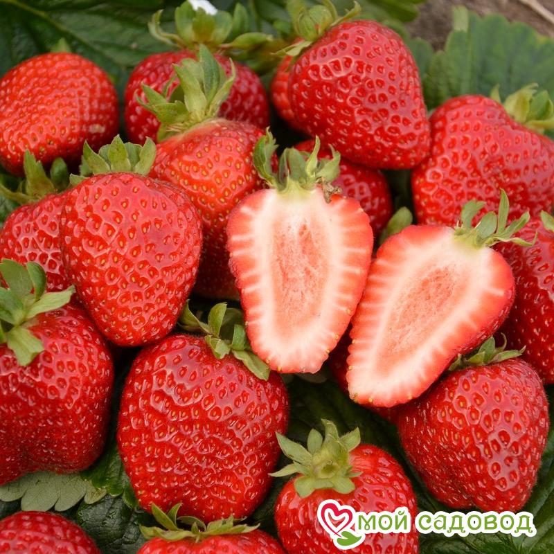 Клубника Сан-Андреас