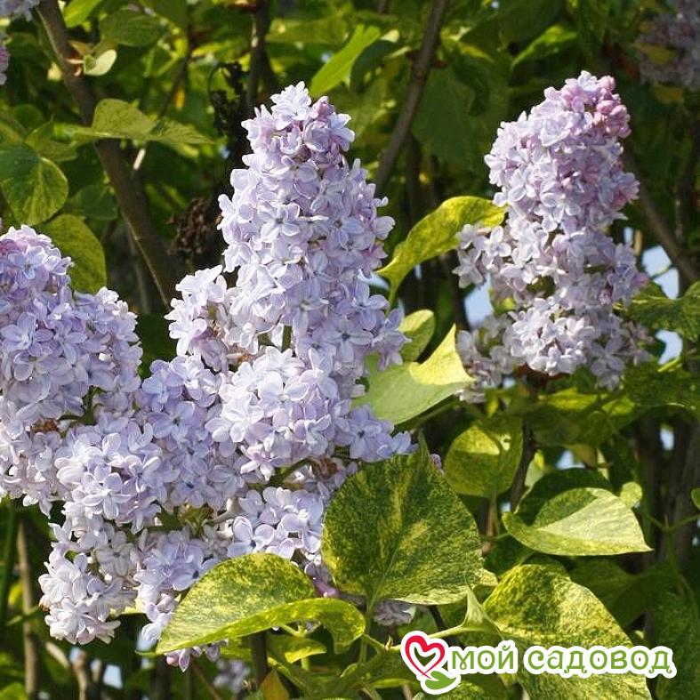 Сирень "Аукубофолия" (обыкновенная)