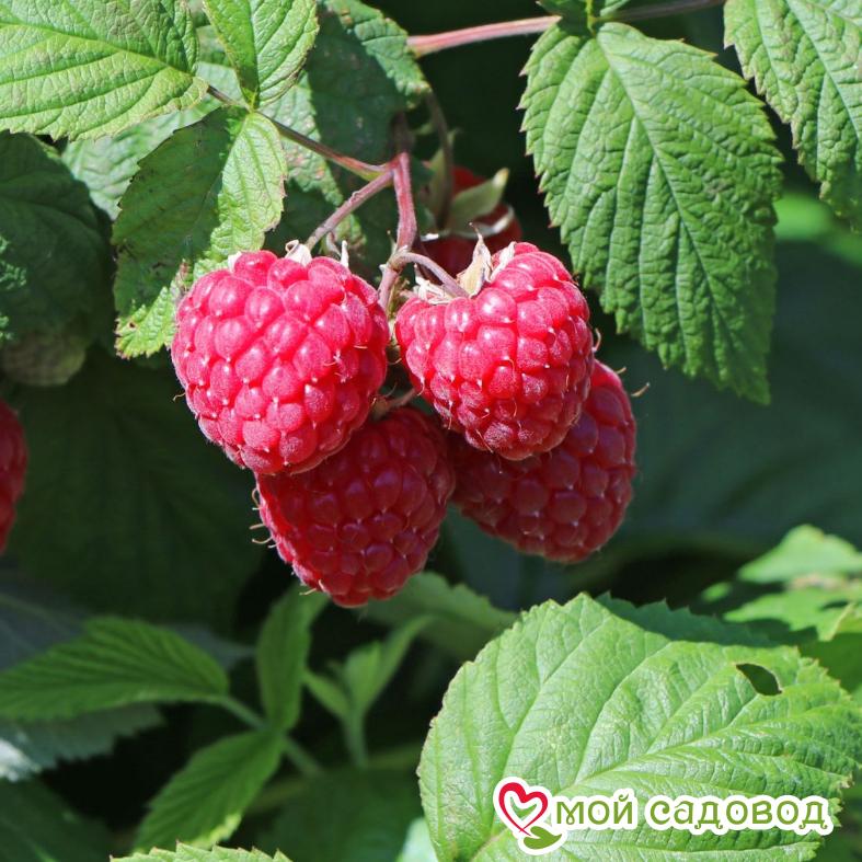 Малина Столичная ЗКС