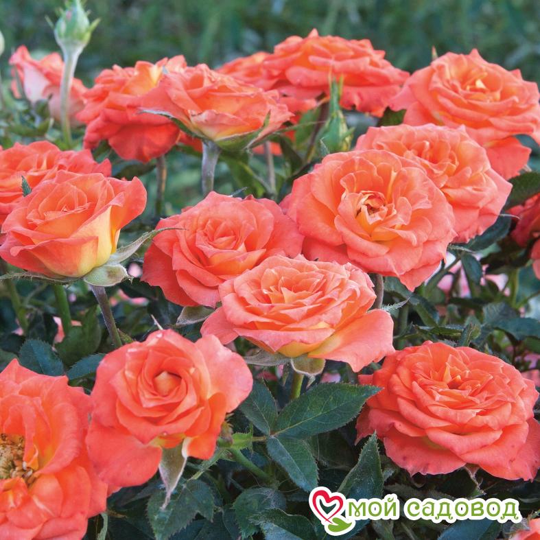 Роза Оранж Санблейз