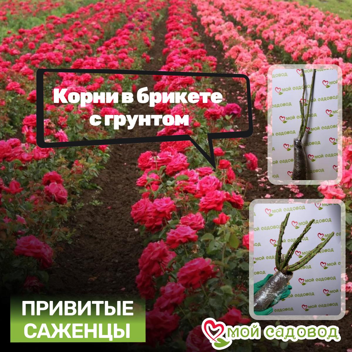 Роза Ред Интуишн