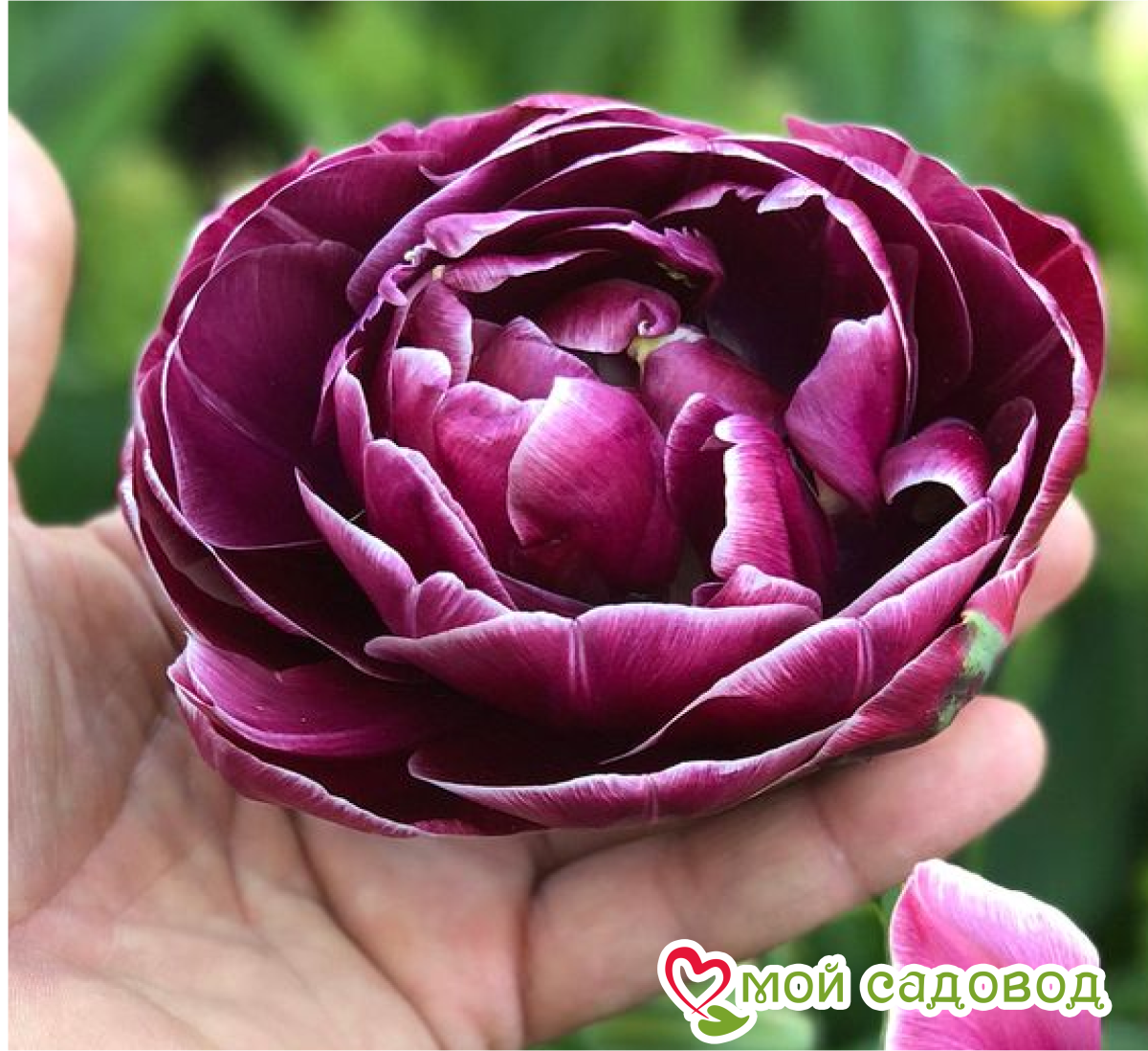 Тюльпан Айс Крим